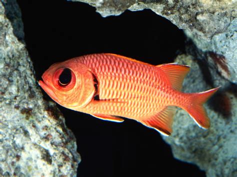 Squirrel Fish .